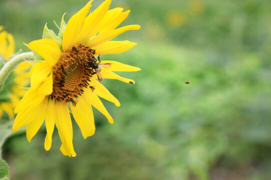 Bees Pollinating a Blooming Yellow Sunflower in a Field