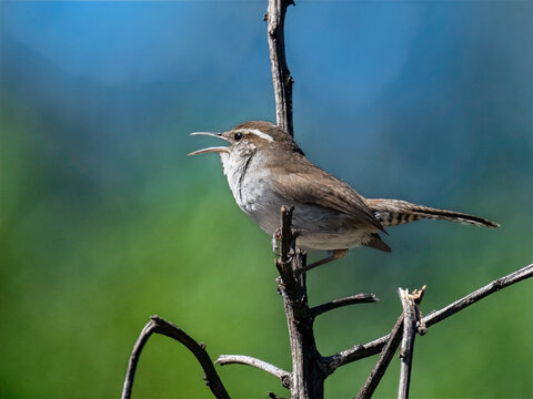 Small brown songbird perched on branch singing in natural habitat