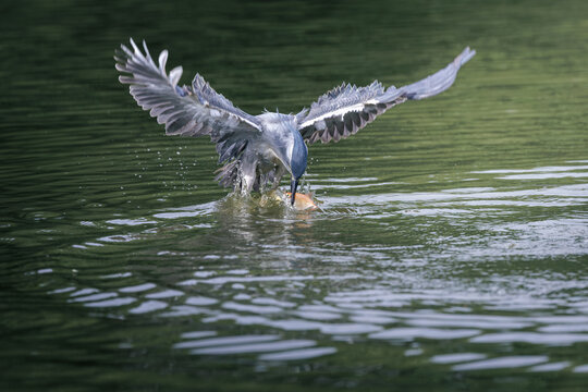 Striated Heron, Butorides striata, Green-backed heron diving and catching fish in water pond in forest park, fish prey in bird mount, green habitat, beautiful reflection water wave, natural ripple