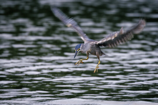 Striated Heron, Butorides striata, Green-backed heron, flying, hovering in the air before diving and catching fish in water pond in forest park, slow shutter speed for wing movement, natural ripple
