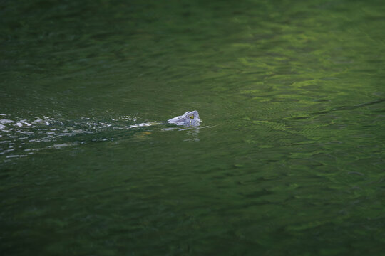 water turtle swimming just below surface of calm green water, with only its head and eyes visible above surface, creating minimalist wildlife scene, natural ripple, dramatic smooth background