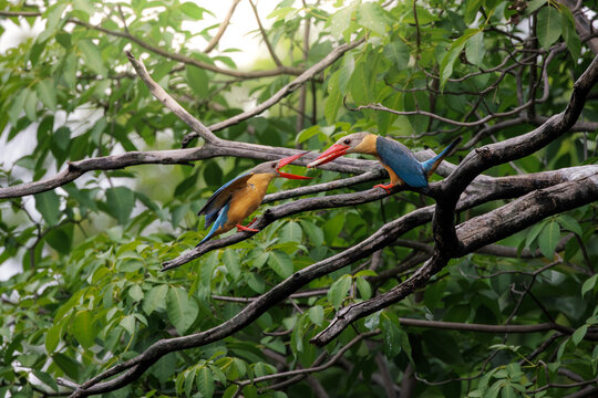 Two Stork-billed Kingfishers perched among tree branches, with one bird holding a fish in its bill and preparing to feed the other, capturing an intimate wildlife moment, courtship feeding moment