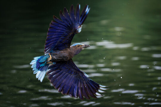 Indochinese Roller, Coracias affinis, flying over pond in forest park, brightly colored bird with various shades of blue on wings, tails, and belly, more prominent in flight, bird spreading wings