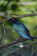 Fototapeta premium Purple Starling
