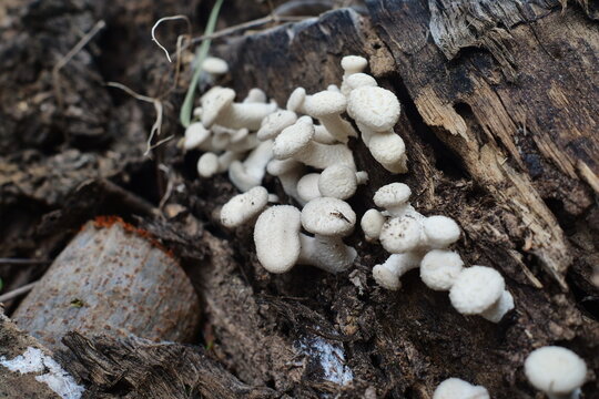 (Lentinus squarrosulas Mont.) Lentinus squarrosulas Mont. found on dry tree stumps in the forest; biological system.