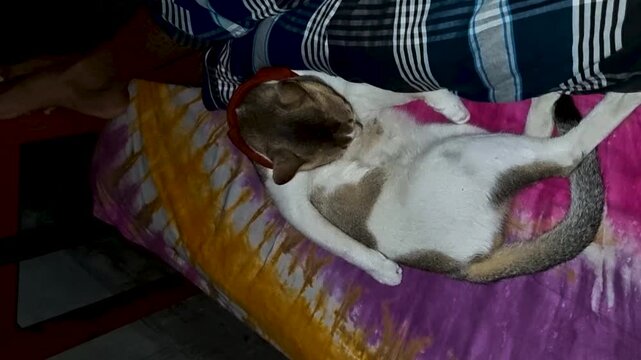 Domestic cat resting and cleaning its fur on a colorful patterned bed sheet pet animal feline
