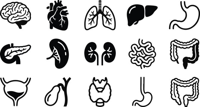 Set of black and white human internal organ icons representing anatomy and medical science for healthcare education