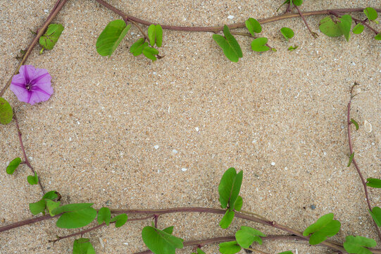 Purple morning glory flower and green vines framing coastal sand.