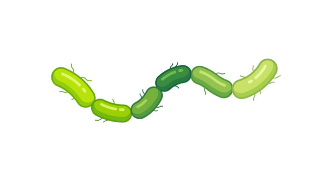 Linked chain of green bacilli bacteria rod shapes