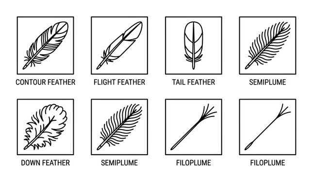 Feather identification guide displays a variety of bird plume types including contour, flight, tail, semiplume, down, and filoplume structures in a clean grid layout for study.