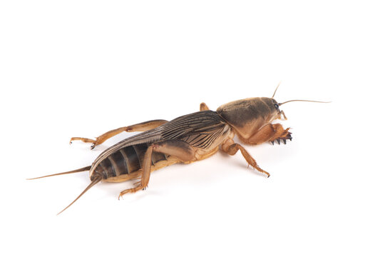 Mole cricket isolated on white background.