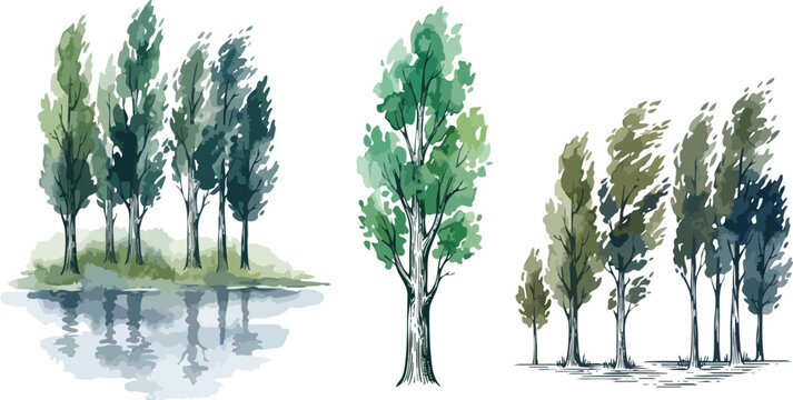 Breezy poplar tree silhouettes, tall thin trees by reflective water, calm forest nature design, engraved trunk vector illustration, tranquil lakeside valley, scenic outdoor environment