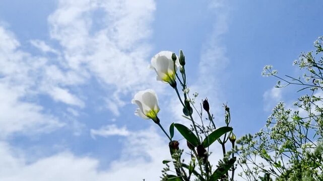 White lisianthus flowers blooming against a bright blue sky with white clouds moving