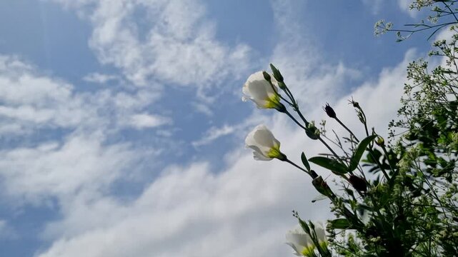 White lisianthus flowers swaying on stems against a bright blue sky with passing clouds