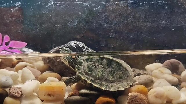 Red-eared Slider turtle in an aquarium with natural stones and clear water.