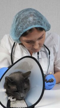 Young female veterinarian wearing sterile gloves and uniform performing a thorough examination on a calm grey cat with a protective elizabethan collar during a routine checkup in a clinic