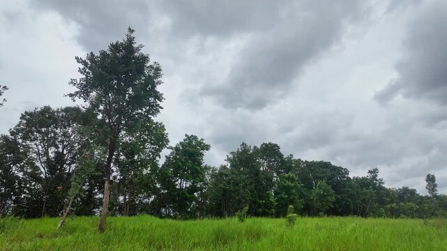 Lush green treetop branches rustling and swaying violently in strong wind breeze