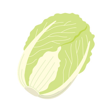 シンプルかわいい白菜のベクターイラスト