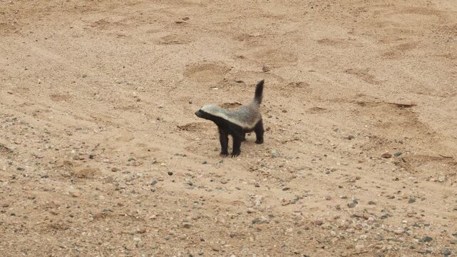 A honey badger walking in a dry riverbed before stopping and scanning his surroundings in Kruger National Park, South Africa