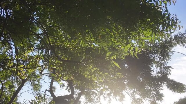 Treetop branches with green leaves rustling and swaying in strong wind breeze