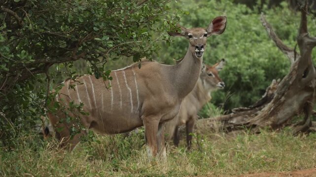 A female kudu and a waterbuck standing in the lush bushveld, feeding in Kruger National Park, South Africa.