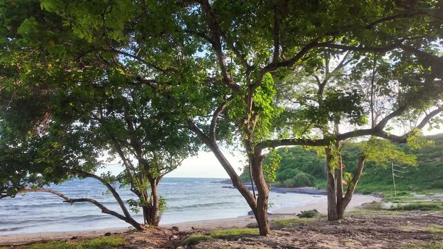 Coastal trees growing along sandy beach overlooking calm blue ocean water