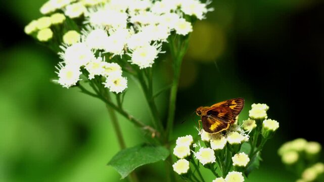 Closeup wildlife video of a smaller dartlet butterfly (Oriens goloides) actively pollinating Eupatorium adenophorum flowers in its natural habitat during spring in Himachal Pradesh, India.