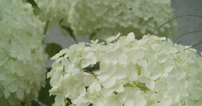 A shiny green cetonia aurata beetle explores delicate white hydrangea blossoms. This macro shot highlights biodiversity and garden sustainability in a bright outdoor setting.