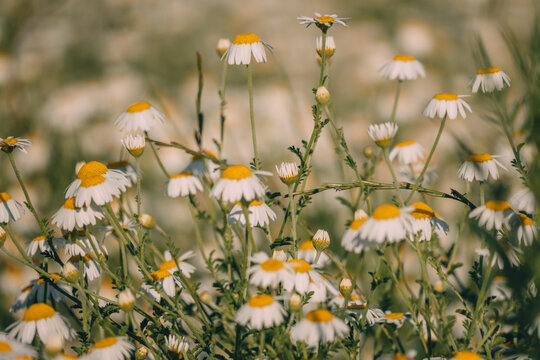 Chamomile flowers bloom in sunny summer meadow creating natural beauty for pollination and wild botanical growth