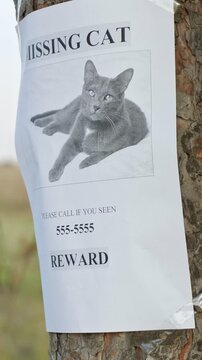 Lost pet poster with a picture of a gray cat, a contact phone number, and a reward offer taped to a tree trunk, illustrating the desperate search for a missing beloved feline friend