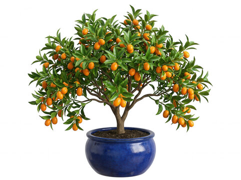 Potted kumquat tree with ripe fruit isolated on a transparent background 1