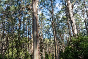 Obraz premium Eucalyptus forest in Great Otway National Park, Australia
