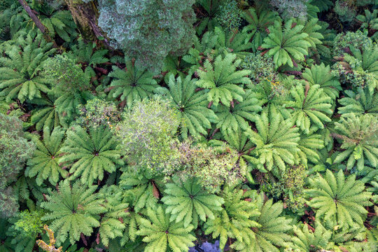 Lush green ferns in Great Otway National Park, Victoria, Australia