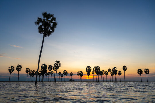Borassus palms at sunset on Lake Tempe, Sulawesi, Indonesia