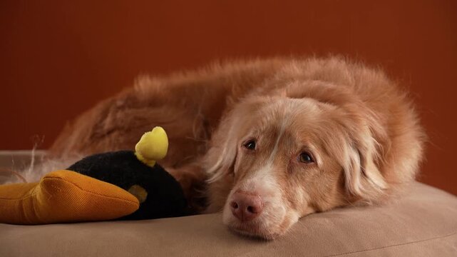 A Nova Scotia Duck Tolling Retriever dog lies beside a colorful toy indoors. Warm lighting and calm posture create cozy lifestyle atmosphere.