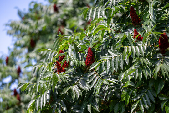 Staghorn sumac - Rus typhina in summer