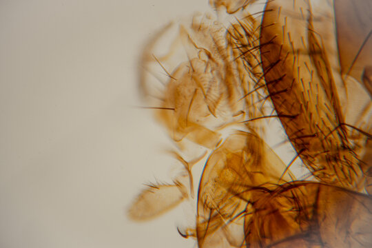Close-up microscopic view of insect body parts displaying intricate details of wings, legs, and antennae against a soft, neutral background
