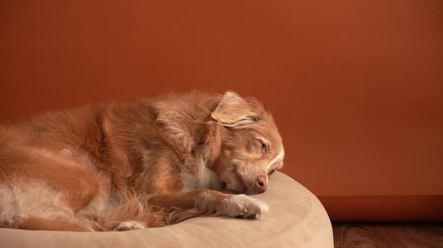 A Nova Scotia Duck Tolling Retriever dog rests calmly on a soft bed indoors. Warm orange background creates cozy cinematic atmosphere.