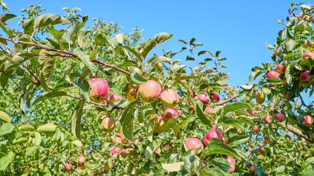 Apple tree with ripening apples on a sunny summer day.