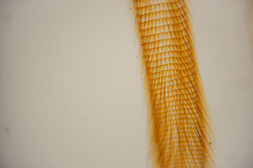 Close-up view of a detailed orange fish scale against a light background, showcasing the intricate texture and pattern of the scale structure © Emvats