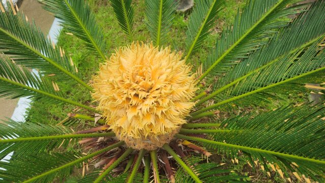 Top View of Cycad New Growth Surrounded by Green Leaves