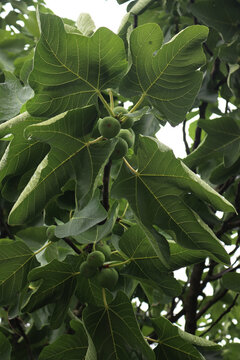 Many green unripe figs on tree in the orchard. Summer fruits. Ficus carica tree