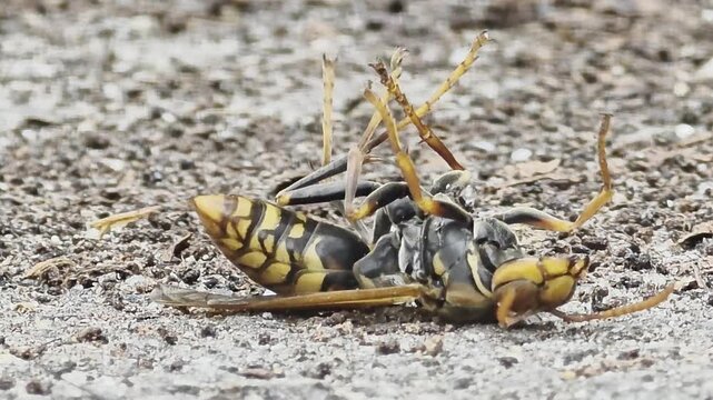 
Paper Wasp Lying Upside Down and Struggling on the Ground 4K Close-up

