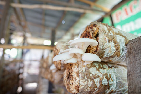 arrangement of oyster mushroom bags on the shelves. Pleurotus ostreatus, is a planting medium where to put the oyster mushroom seeds. The main ingredient of baglog is sawdust