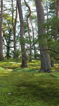 Sunlight Filtering Through Pine Trees and Moss in Kenrokuen Garden