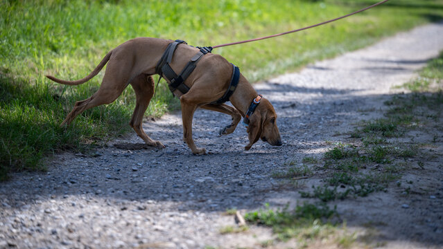 a scent hound at work outdoors, segugio italiano a pelo raso