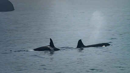 Pair of Orca Killer Whales Surfacing with Water Blow Spout in Kenai Fjords National Park © Justin