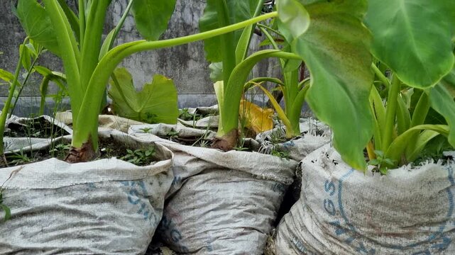 Green taro plants growing in makeshift white woven fertilizer sacks as pots leaves bags containers