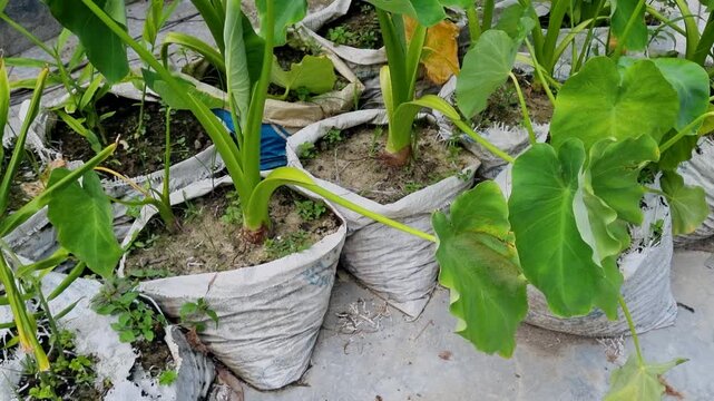 Green taro plants cultivated in makeshift white sacks on rooftop farm bags garden agriculture