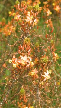 Orange Bulbine Frutescens Wildflowers Swaying in Sunlight